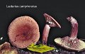 Lactarius camphoratus-amf1073